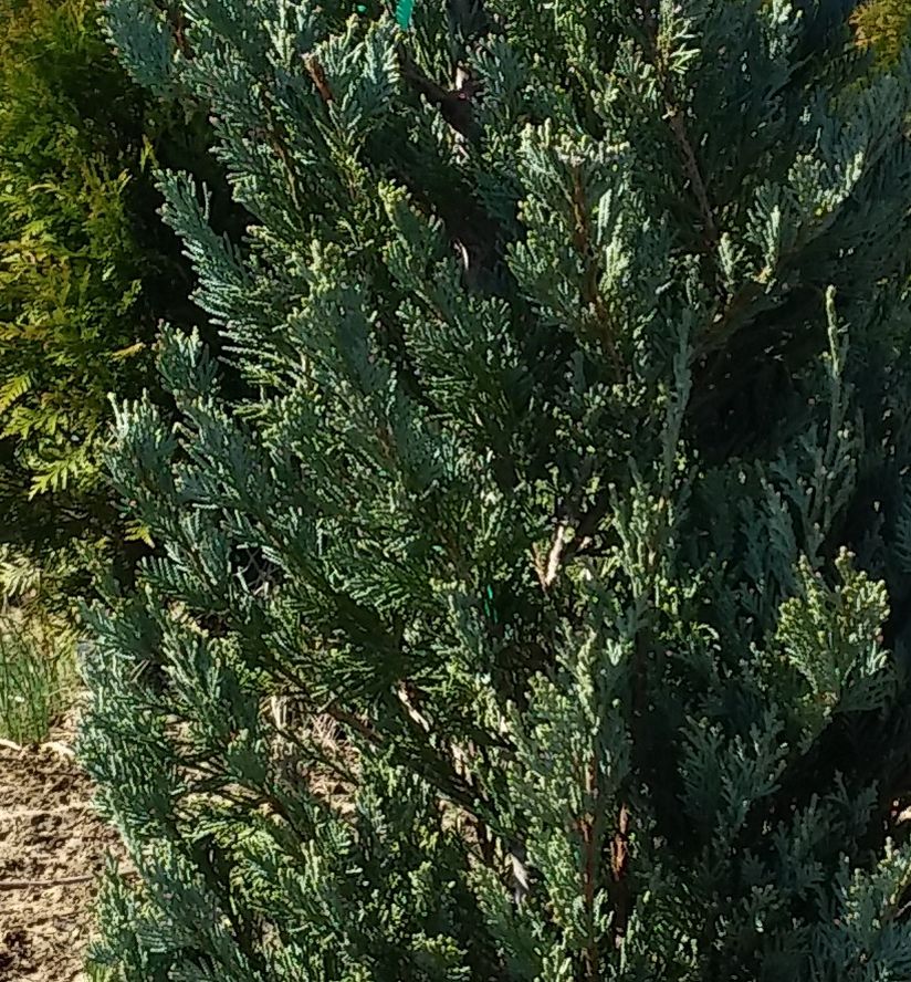 Moonglow Upright Blue Juniper Natorp's Online Plant Store